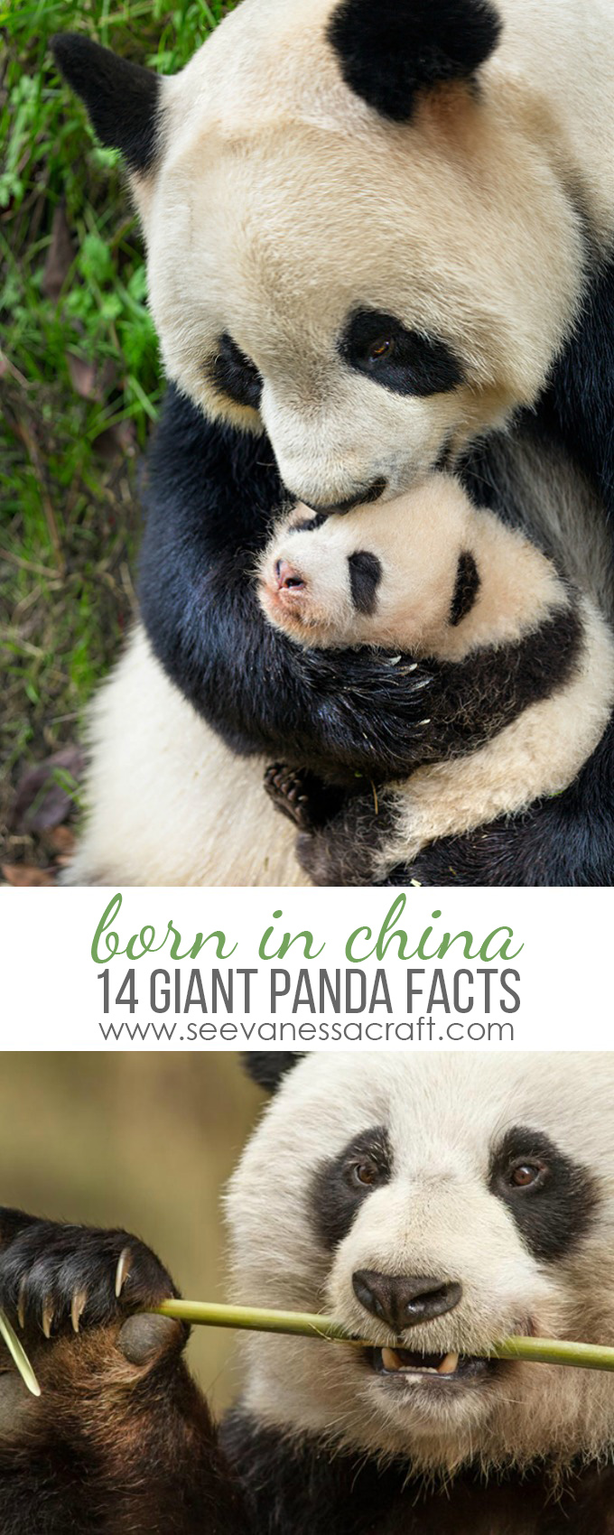 Disney Born In China Giant Panda Fun Facts